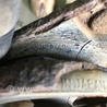 ФОТО Опора пружины задняя для Subaru Forester SG Киев