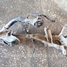 ФОТО Цапфа задняя для Subaru Outback III BP/BL (03-09) Київ