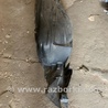 ФОТО Подкрылок для Subaru Impreza GD/GG Киев