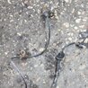ФОТО Датчик ABS для Subaru Impreza GD/GG Киев