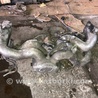 Коллектор впускной Subaru Impreza GD/GG