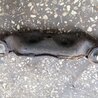 ФОТО Подушка редуктора задняя для Subaru Impreza GD/GG Киев