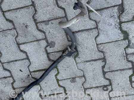 ФОТО Стабілізатор передній для Mitsubishi Grandis Коломия