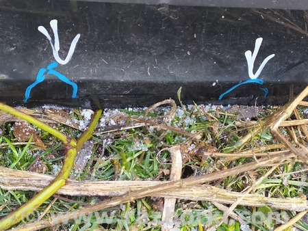 ФОТО Крышка багажника для Audi (Ауди) A4 V B9 - 8W (2015-) Львів