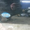 ФОТО Стекло переднее правое для Subaru Legacy IV BL/BP (03-09) Київ