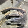 ФОТО Опора стойки задняя для Subaru Tribeca B9 (05-08) Київ