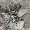 ФОТО АКПП (коробка автомат) для Subaru Forester SG S11 (02-08) Київ