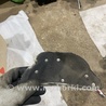 ФОТО Защитный кожух для Audi (Ауди) A6 C7 4G (11-18) Київ