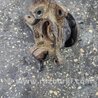 ФОТО Кулак поворотный для Subaru Outback III BP/BL (03-09) Київ