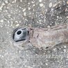ФОТО Подушка редуктора задняя для Subaru Outback III BP/BL (03-09) Київ