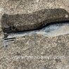 ФОТО Рычаг подвески для Land Rover Range Rover IV L405 (12-21) Київ