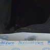 ФОТО Крылья для Audi (Ауди) A3 III 8V (12-20) Одеса