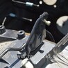 ФОТО Капот для BMW X5 IV G05 (18-23) Одеса