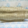 ФОТО Защита для Lexus LS460 USF41/UVF45 (07-12) Одеса